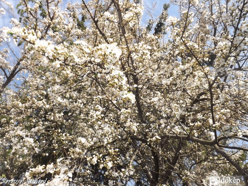 Virágba borultak a fák