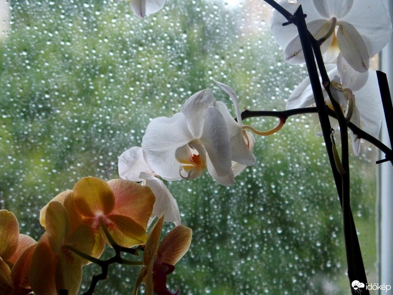 Budapest XIII.ker - Angyalföld