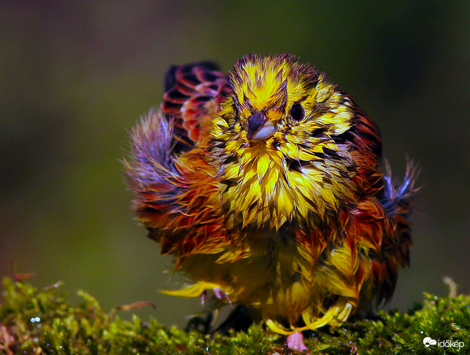 -Jean, a citrom tollas? Nem, uram. -Akkor a papagájt csavartam a teába