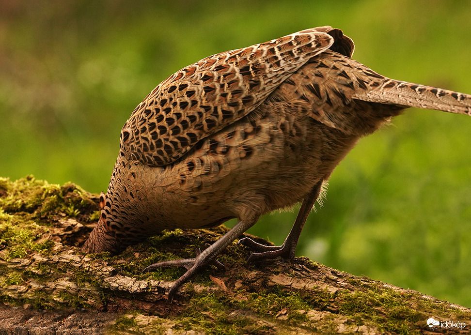 Végre sikerült lefotóznom a magyar struccot