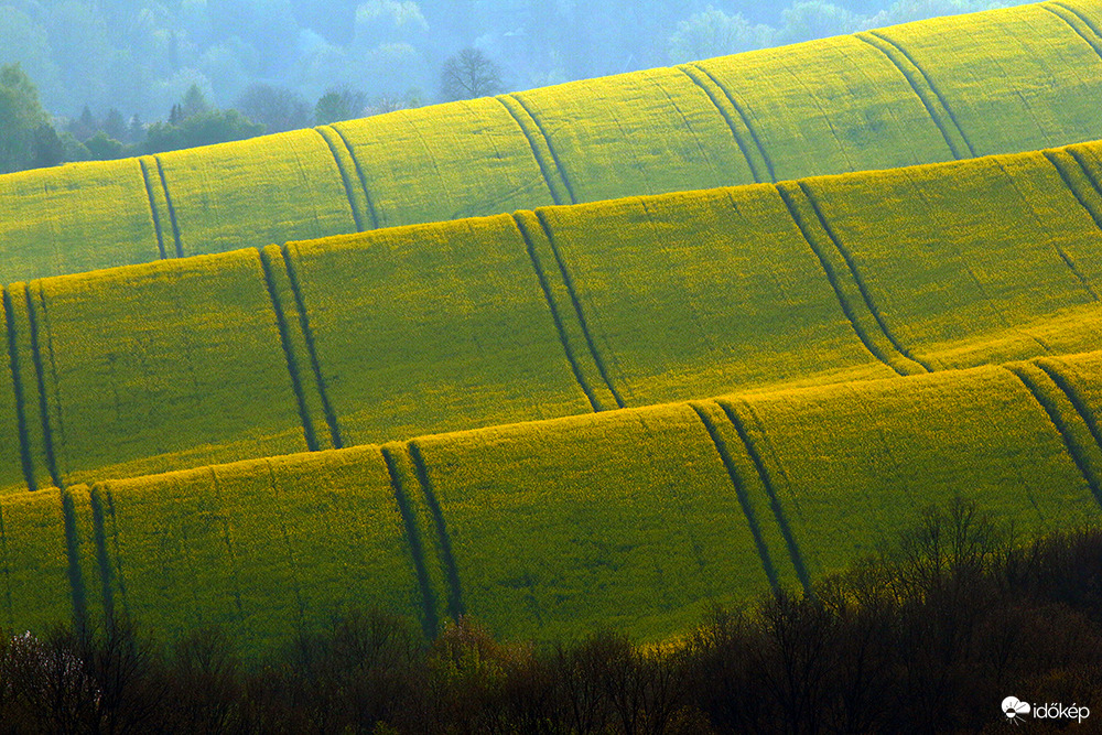 Ki kell porszívózni a szőnyeget!