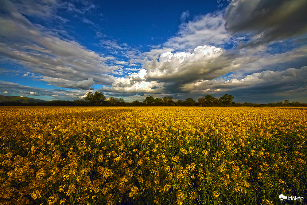 "Álmomban pillangó voltam"