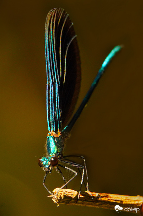 Pici természetes ékszer