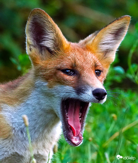 Na hol van az a sült galamb?