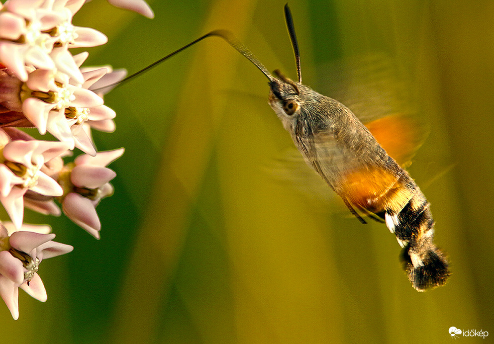 Már ő is dohányzik :)