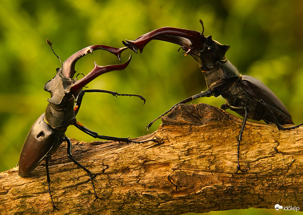 A győztes mindent visz.
