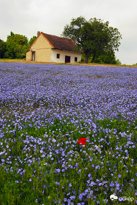 Fotóztam lent a ház előtt 