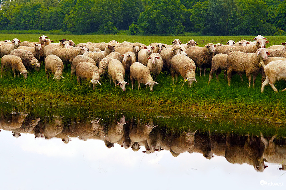Megkérdeztem bevesznek-e maguk közé