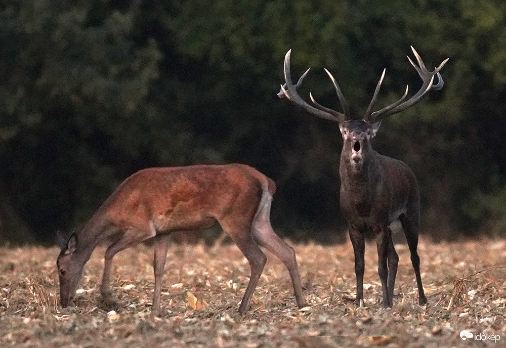 küldök néked egy nápolyi dalt