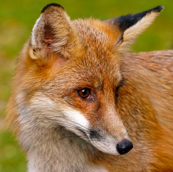 Nem csípem ha lerókáznak, én Vuk vagyok :)