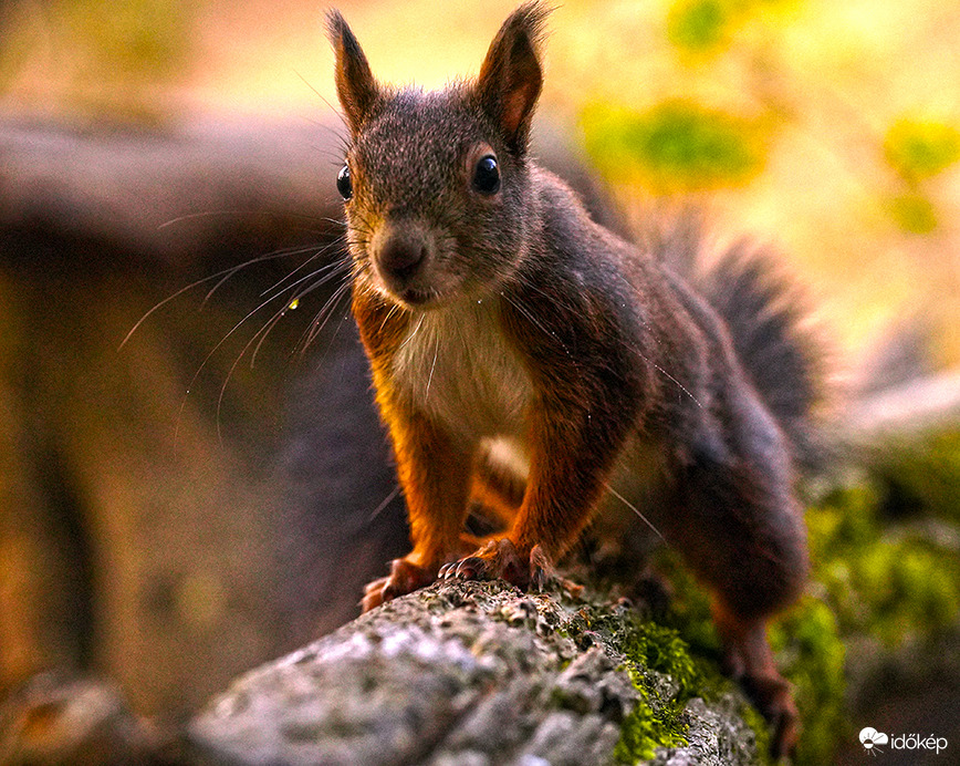 Persze Ti csak Csajkovszkij Diótörőjét ismeritek, de ha egyszer látnátok engem 