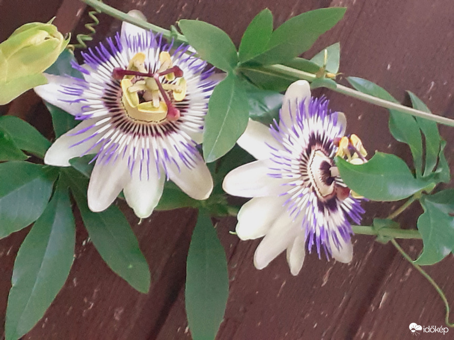 Passiflora