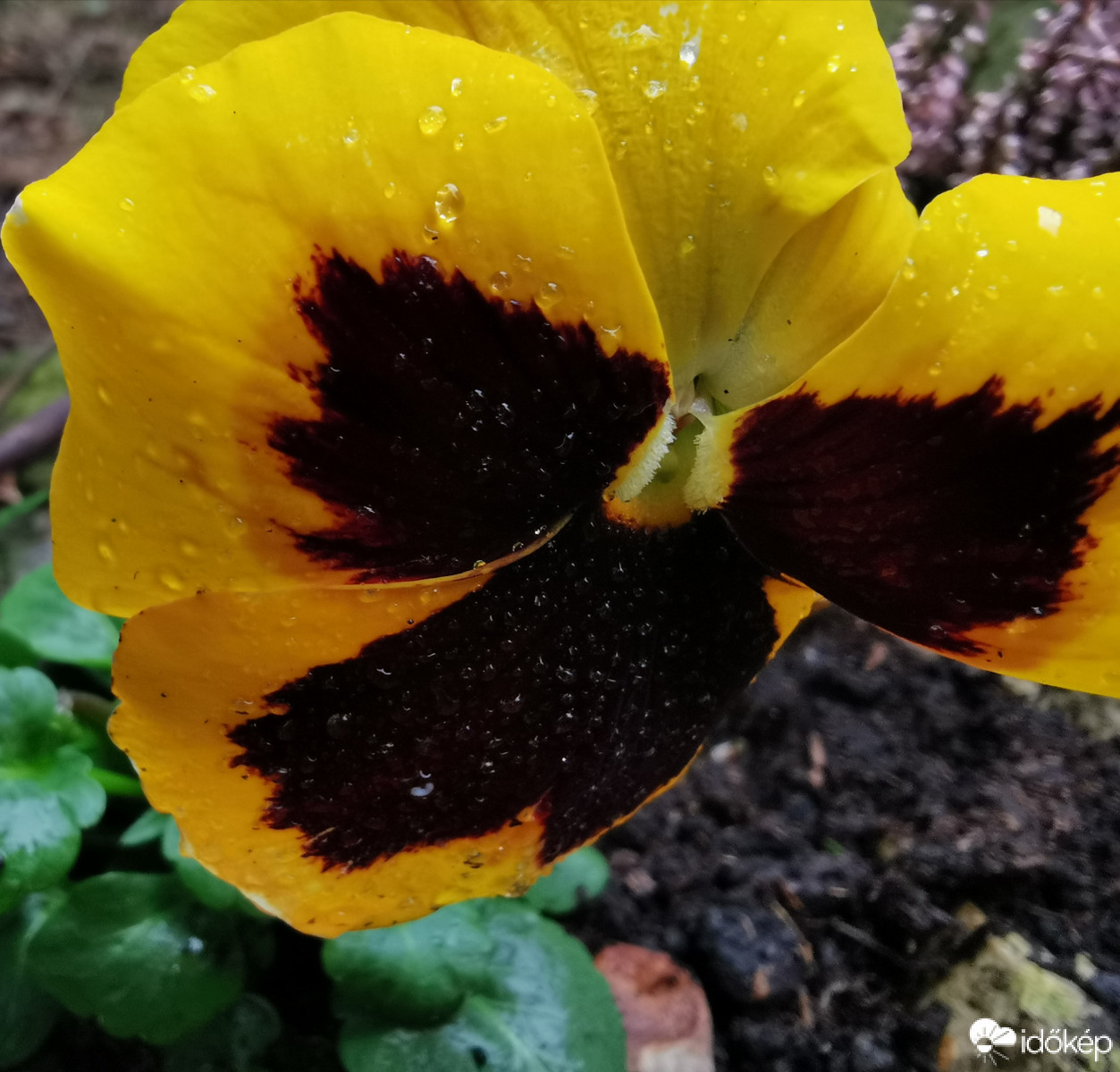 Budapest XII.ker - Zugliget