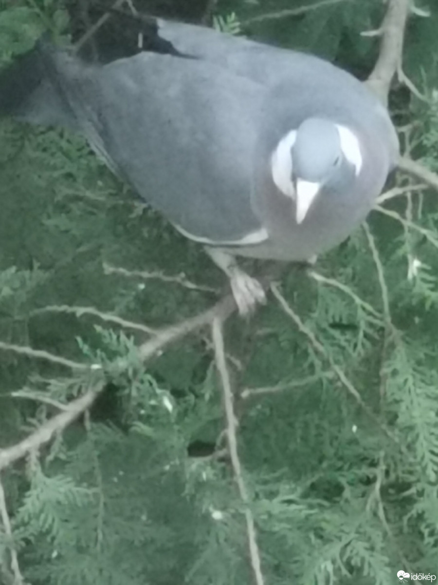 Budapest XII.ker - Zugliget