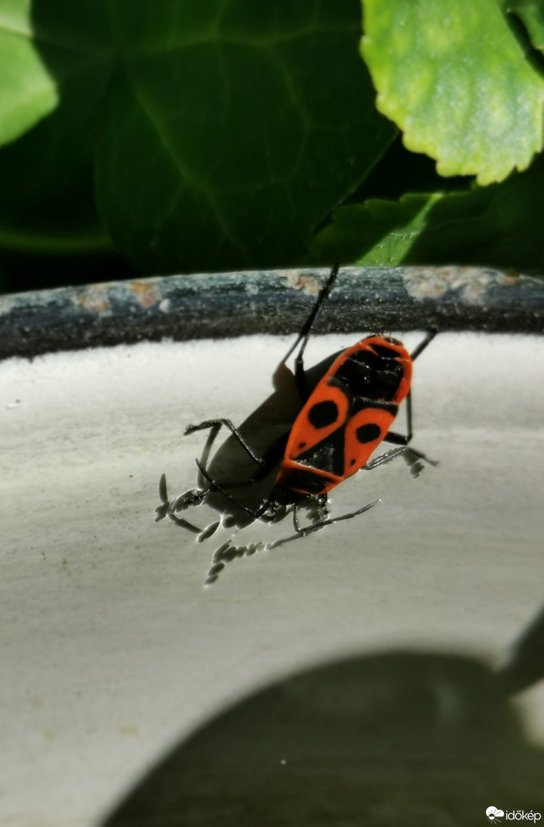 Budapest XII.ker - Zugliget