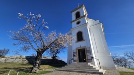 Pécs - Havihegyi mandulafa