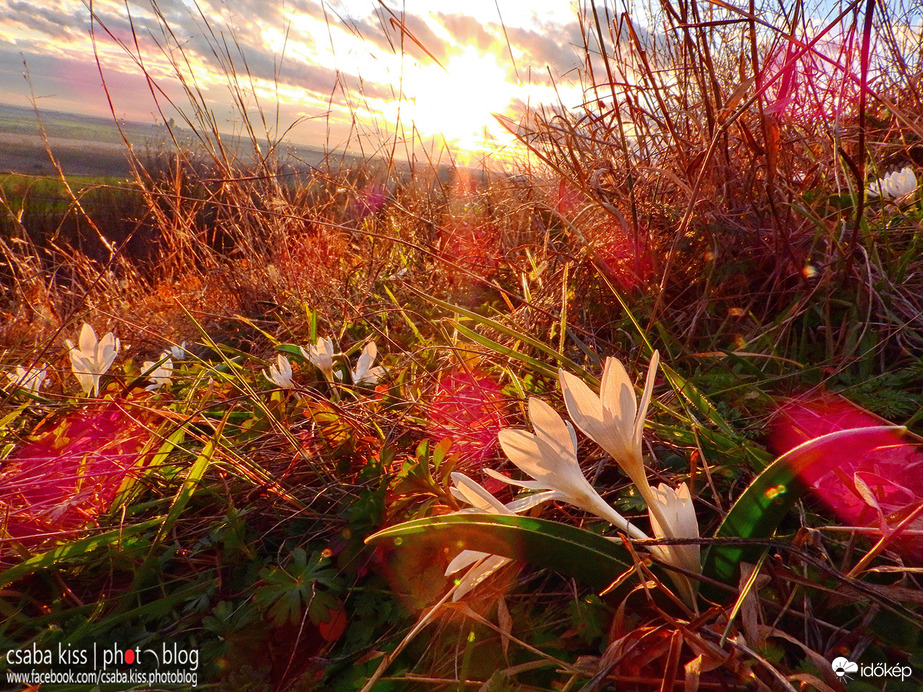 Virágzik a magyar kikerics