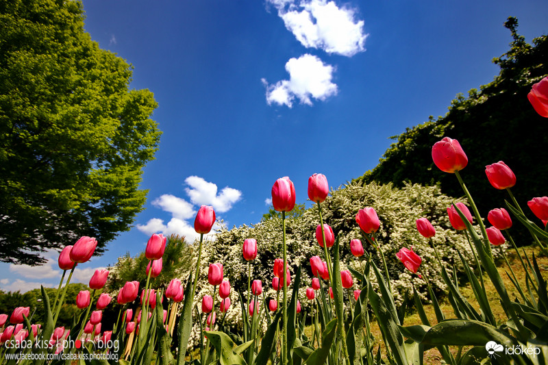 Égig érő tulipánok