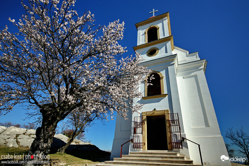 A több mint 100 éves mandulafa a Havihegyi kápolna előtt.