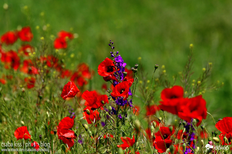 Pipacs és szarkaláb