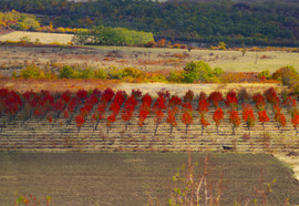 Amikor a természet mesél