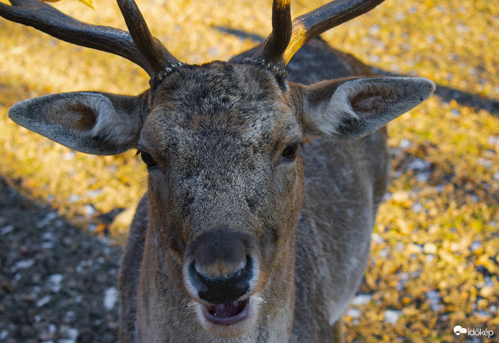 Téli csend Szilvásváradon
