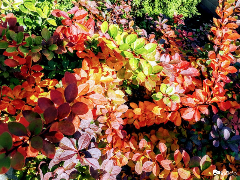 Őszi ruhát töltött a borbolya is