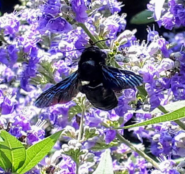 Kékszárnyú fekete darázs