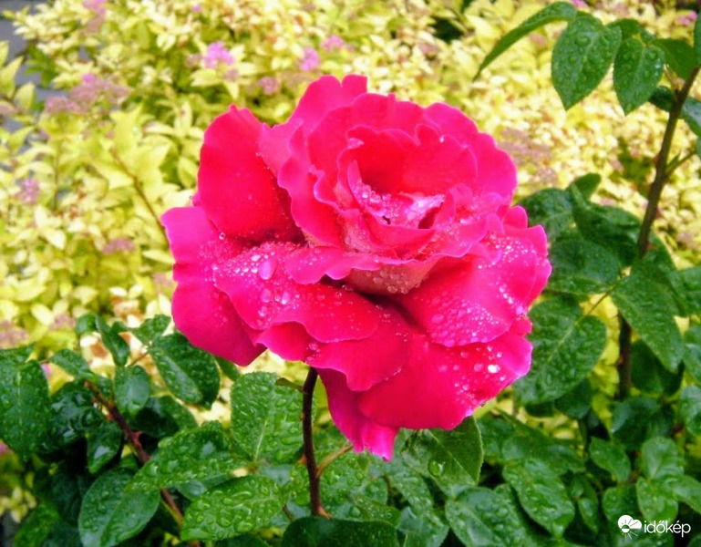 Nyári zápor után....