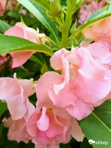 kerti nebáncsvirág