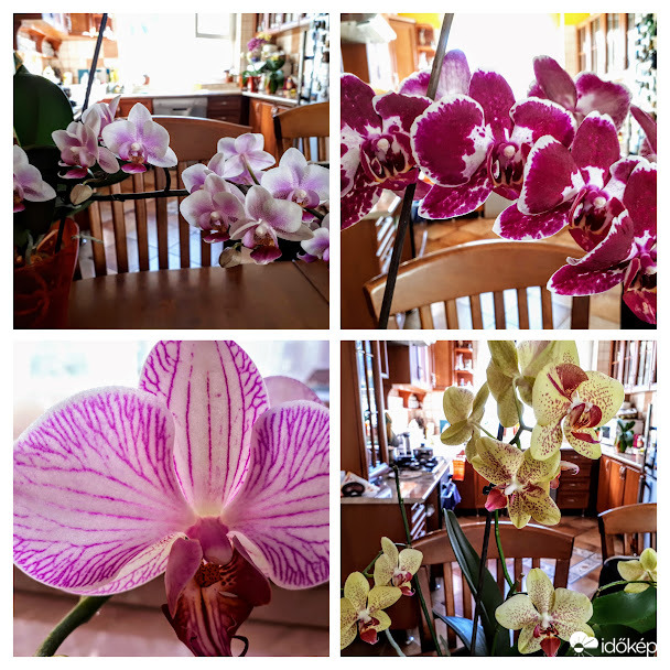 A lakásban már tavaszodik