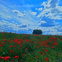 Felhő