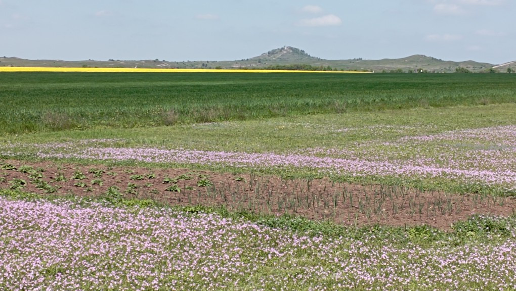 Sáska