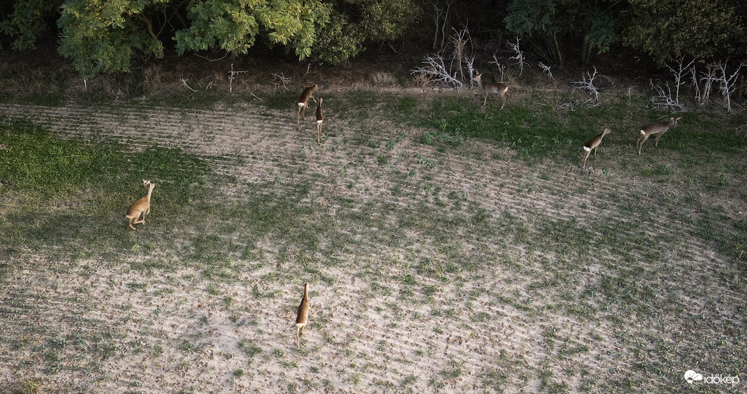 Őzcsapat az erdő szélén