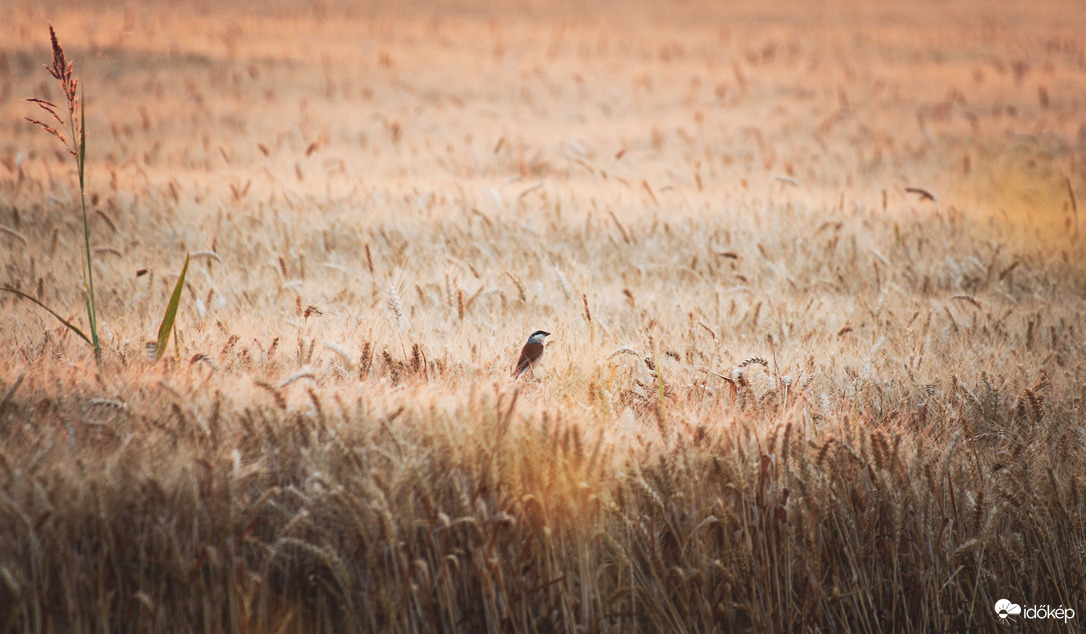 Tövisszúró gébics