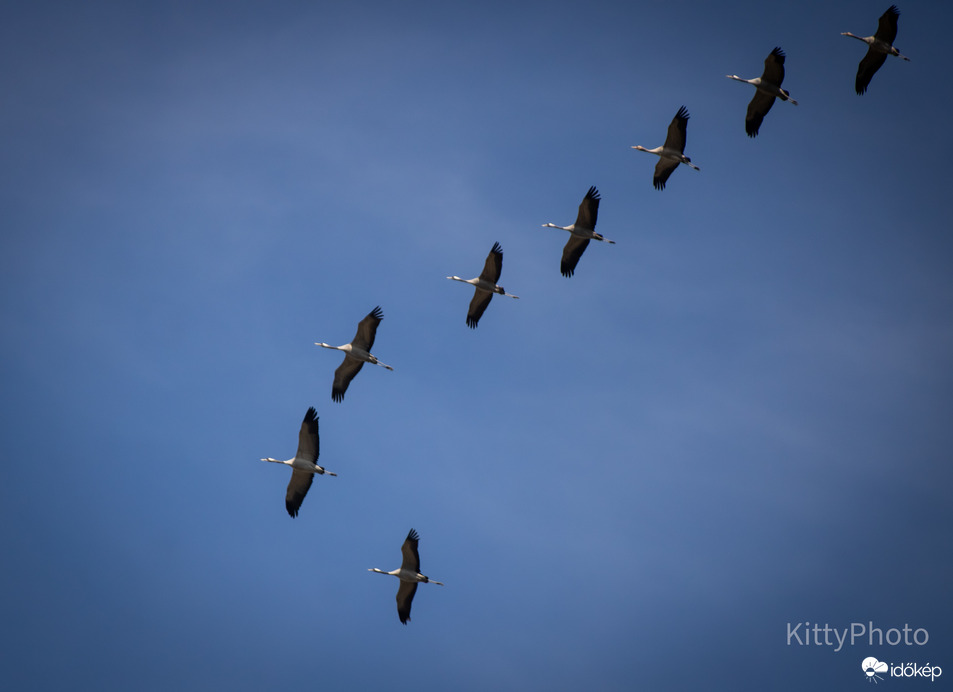 Perkáta felett a darvak