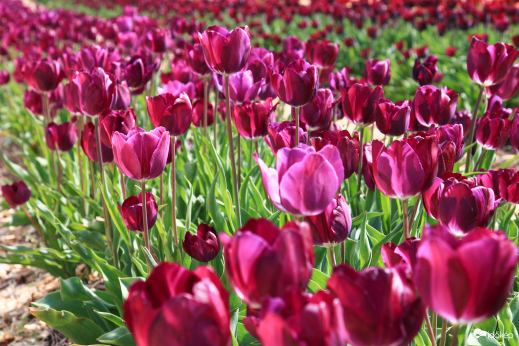 Tulipánok II.