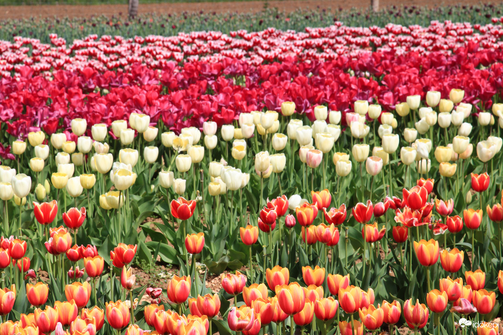 Tulipánok