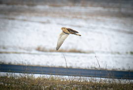 Vörös vércse vadászott