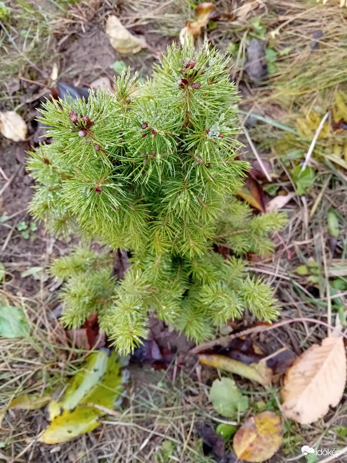 Baba Cukorsüvegfenyő