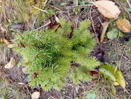 Baba Cukorsüvegfenyő