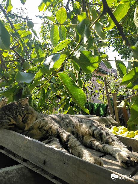 Mindenütt jó,de legjobb a ládában :)