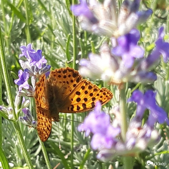 Köszönöm a türelmed!