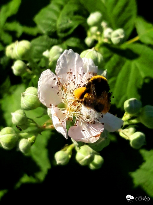 Honey 