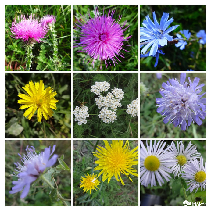 októberi vadvirágok