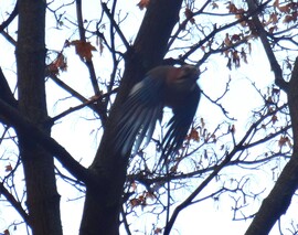 megjöttek a szajkók a környékre