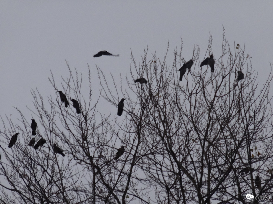 szürke napok verebei 