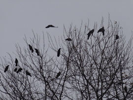 szürke napok verebei 