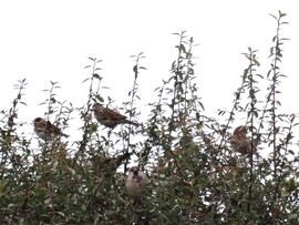 ök a verebek a varjak véletlen kerültek fel az előbb