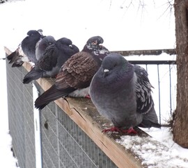 nekik sincs melegük